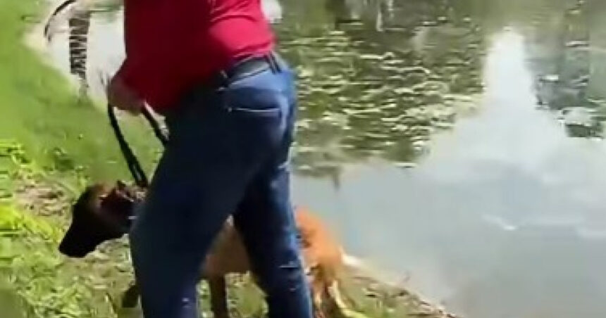 video un barbat e acuzat ca a incercat sa si inece cainele in lacul din parcul tineretului din capitala politia a deschis dosar penal 6a0064f5728d8