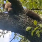 video un pui de urs blocat intr un copac a fost salvat de jandarmi langa sighisoara 69fccf620fe4a