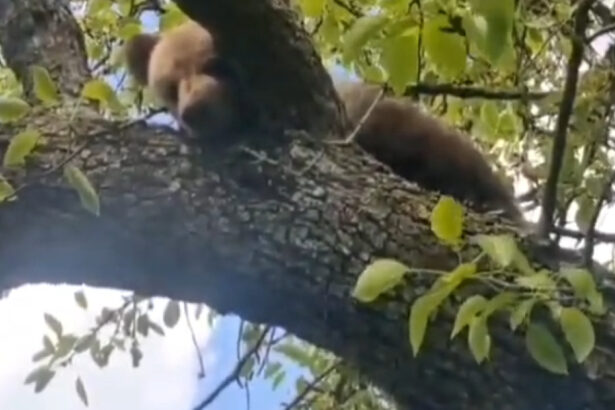 video un pui de urs blocat intr un copac a fost salvat de jandarmi langa sighisoara 69fccf620fe4a