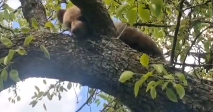 video un pui de urs blocat intr un copac a fost salvat de jandarmi langa sighisoara 69fccf620fe4a