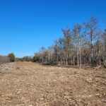 dupa un proces cu nabadai si rasturnari de situatii 60 de hectare din padurea comorova au fost trecute in domeniul public al uat mangalia 6a3b26636e897