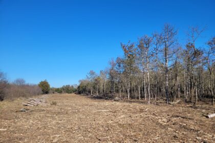 dupa un proces cu nabadai si rasturnari de situatii 60 de hectare din padurea comorova au fost trecute in domeniul public al uat mangalia 6a3b26636e897
