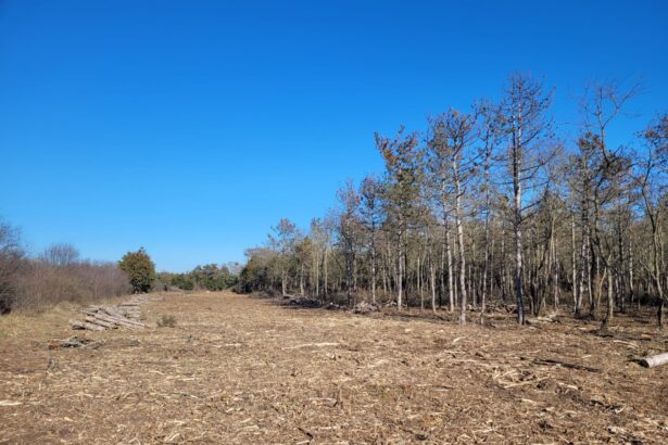 dupa un proces cu nabadai si rasturnari de situatii 60 de hectare din padurea comorova au fost trecute in domeniul public al uat mangalia 6a3b26636e897