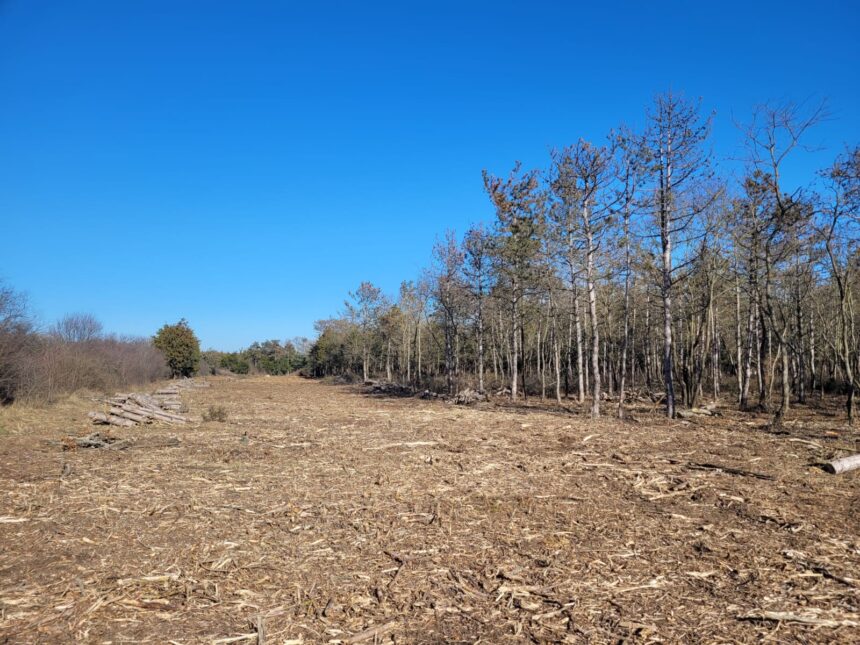 dupa un proces cu nabadai si rasturnari de situatii 60 de hectare din padurea comorova au fost trecute in domeniul public al uat mangalia 6a3b26636e897