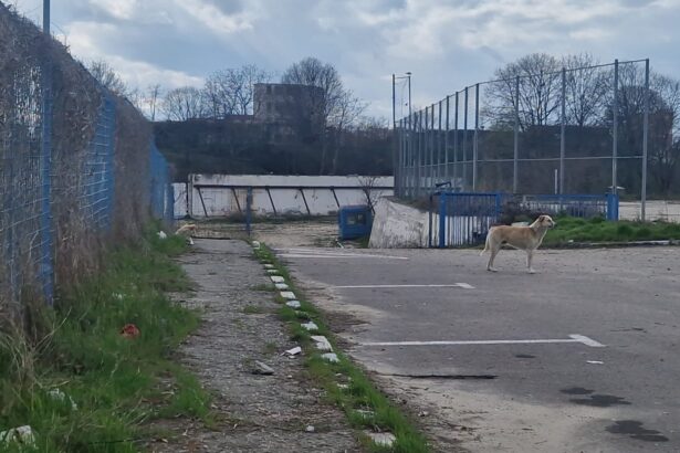 incep lucrarile la noul stadion gheorghe hagi o firma din agigea se ocupa de cercetarea arheologica 6a25ee7f6c9be
