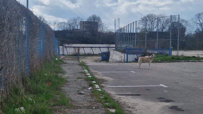 incep lucrarile la noul stadion gheorghe hagi o firma din agigea se ocupa de cercetarea arheologica 6a25ee7f6c9be