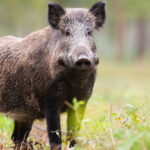 mesaj ro alert dupa ce un porc mistret a fost vazut in pipera voluntari in zona unei scoli 6a2838496818e