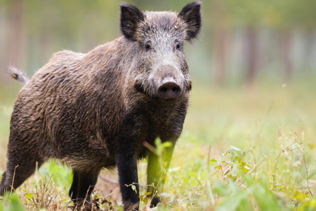 mesaj ro alert dupa ce un porc mistret a fost vazut in pipera voluntari in zona unei scoli 6a2838496818e