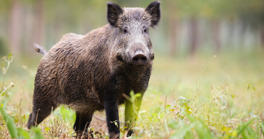 mesaj ro alert dupa ce un porc mistret a fost vazut in pipera voluntari in zona unei scoli 6a2838496818e