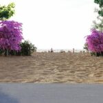 perdele forestiere experimentale pentru umbrirea plajelor din zona mamaia navodari 6a1f42042c8bb