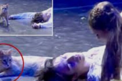 romeo si julieta si o pisica ce se intampla cand o felina decide ca ea e pesonajul principal in opera lui shakespeare 6a32493e6e028