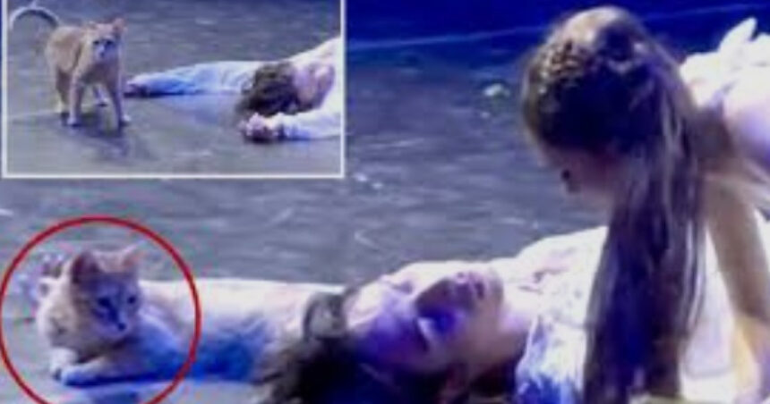 romeo si julieta si o pisica ce se intampla cand o felina decide ca ea e pesonajul principal in opera lui shakespeare 6a32493e6e028