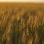 un teren cu drept de ipoteca in favoarea greilor de la ameropa grains scos la licitatie firma de shipping executata silit 6a3ef07993f87