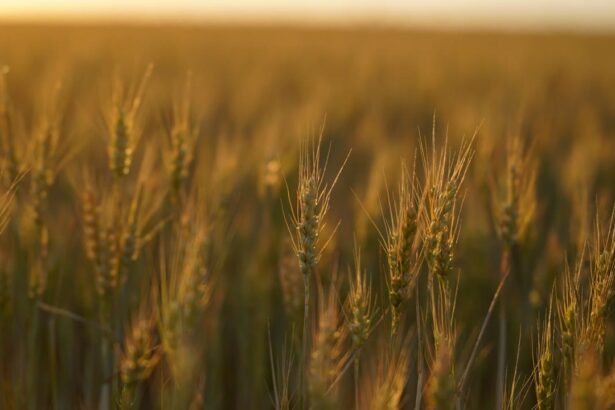 un teren cu drept de ipoteca in favoarea greilor de la ameropa grains scos la licitatie firma de shipping executata silit 6a3ef07993f87