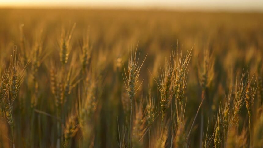 un teren cu drept de ipoteca in favoarea greilor de la ameropa grains scos la licitatie firma de shipping executata silit 6a3ef07993f87