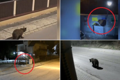 video e o solutie dar nu eficienta ce spun romanii din zonele de munte despre legea care dubleaza cota de recoltare in cazul ursilor 6a3f66ab64c46