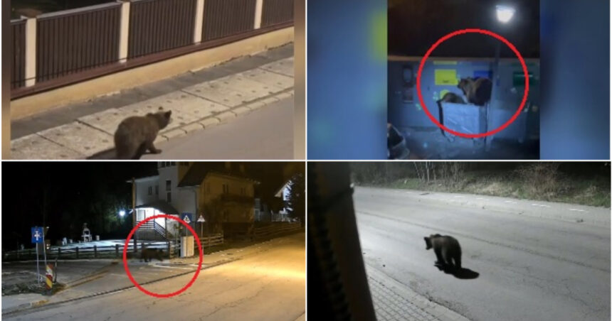 video e o solutie dar nu eficienta ce spun romanii din zonele de munte despre legea care dubleaza cota de recoltare in cazul ursilor 6a3f66ab64c46