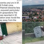 video foarte periculosi de doua ori m au atacat oras intreg terorizat de ursi animalele dau tarcoale in cautare de hrana 6a3cb91ea8871