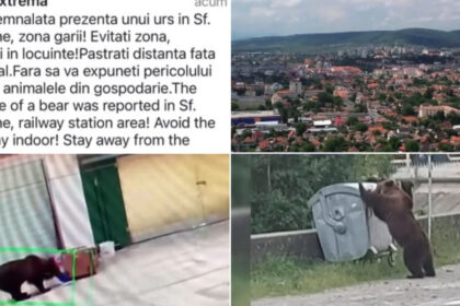 video foarte periculosi de doua ori m au atacat oras intreg terorizat de ursi animalele dau tarcoale in cautare de hrana 6a3cb91ea8871