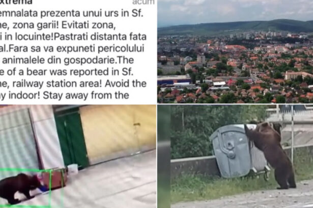 video foarte periculosi de doua ori m au atacat oras intreg terorizat de ursi animalele dau tarcoale in cautare de hrana 6a3cb91ea8871