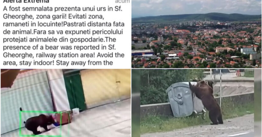 video foarte periculosi de doua ori m au atacat oras intreg terorizat de ursi animalele dau tarcoale in cautare de hrana 6a3cb91ea8871