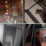 video nu se poate asa ceva oras sub teroarea ursilor zi si noapte peste 120 de apeluri la 112 in numai o luna 6a210d1d1e196