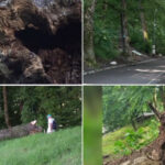 video pericol pe aleea de sub tampa zeci de arbori aparent sanatosi risca sa se prabuseasca ce face primaria 6a28f6230ab81