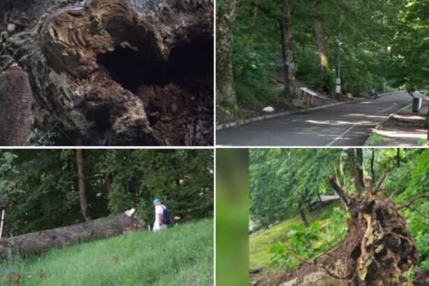 video pericol pe aleea de sub tampa zeci de arbori aparent sanatosi risca sa se prabuseasca ce face primaria 6a28f6230ab81