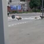 video teama printre locuitorii din anda o haita de caini ar fugari trecatorii si ar sari in fata masinilor 6a33c691304df