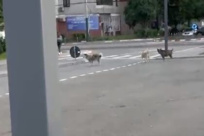 video teama printre locuitorii din anda o haita de caini ar fugari trecatorii si ar sari in fata masinilor 6a33c691304df