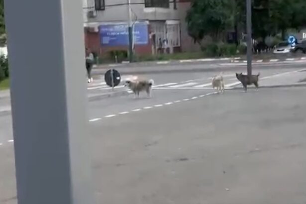 video teama printre locuitorii din anda o haita de caini ar fugari trecatorii si ar sari in fata masinilor 6a33c691304df