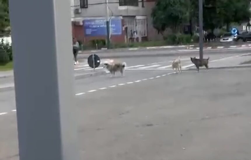 video teama printre locuitorii din anda o haita de caini ar fugari trecatorii si ar sari in fata masinilor 6a33c691304df