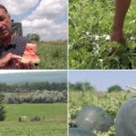 video vremea capricioasa din ultimele saptamani intarzie productia de pepeni romanesti cand ar putea aparea in piete 6a2524c582845