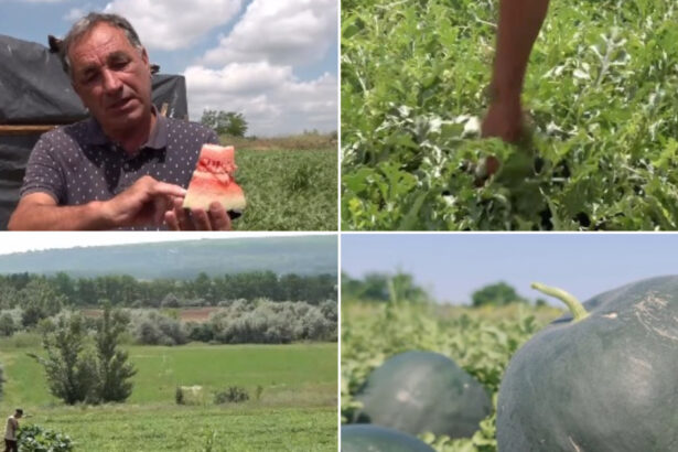 video vremea capricioasa din ultimele saptamani intarzie productia de pepeni romanesti cand ar putea aparea in piete 6a2524c582845