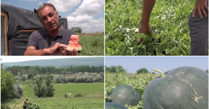 video vremea capricioasa din ultimele saptamani intarzie productia de pepeni romanesti cand ar putea aparea in piete 6a2524c582845