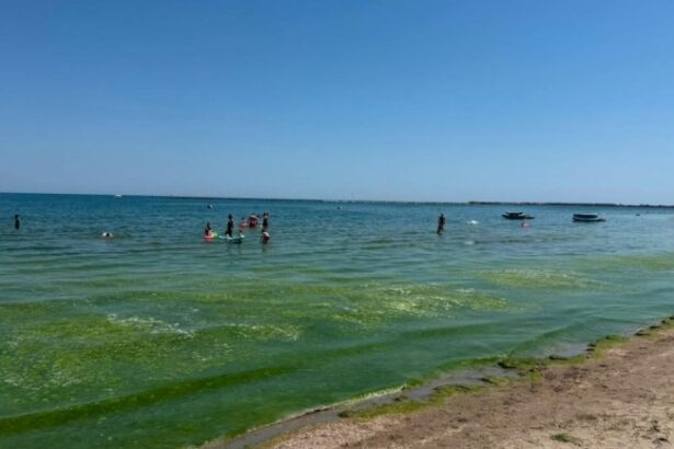 alge pe plajele de pe litoral abadl fenomenul este natural si este favorizat de curenti si de temperatura ridicata a apei 6a45f7c193478