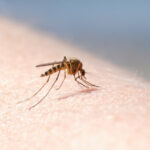 autoritatile din sanatate anunta opt cazuri de infectie cu virusul west nile in doar doua luni recomandarile medicilor 6a65d360174ab