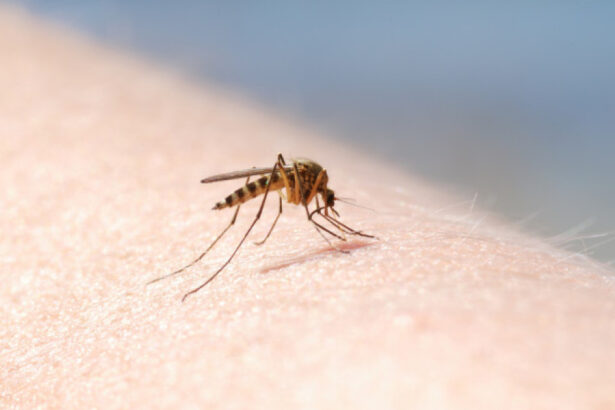autoritatile din sanatate anunta opt cazuri de infectie cu virusul west nile in doar doua luni recomandarile medicilor 6a65d360174ab