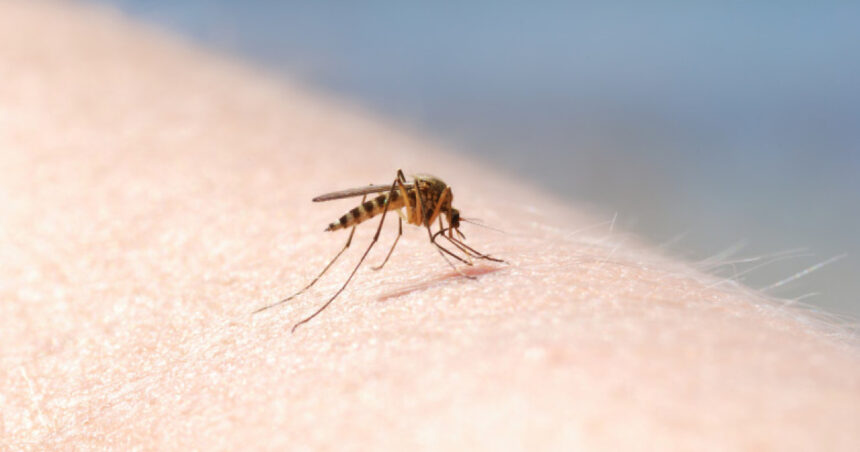 autoritatile din sanatate anunta opt cazuri de infectie cu virusul west nile in doar doua luni recomandarile medicilor 6a65d360174ab