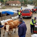 avertismentul ansvsa dupa inundatii pot aparea boli grave transmise de la animale la oameni ce recomandari au autoritatile 6a61d0cce39e4