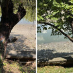 foto peste 100 de arbori de pe malul lacului herastrau vor fi defrisati anunta primaria capitalei 6a4e6236a4665