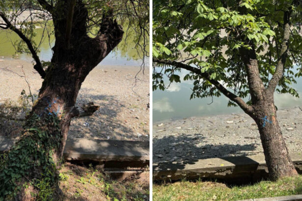 foto peste 100 de arbori de pe malul lacului herastrau vor fi defrisati anunta primaria capitalei 6a4e6236a4665