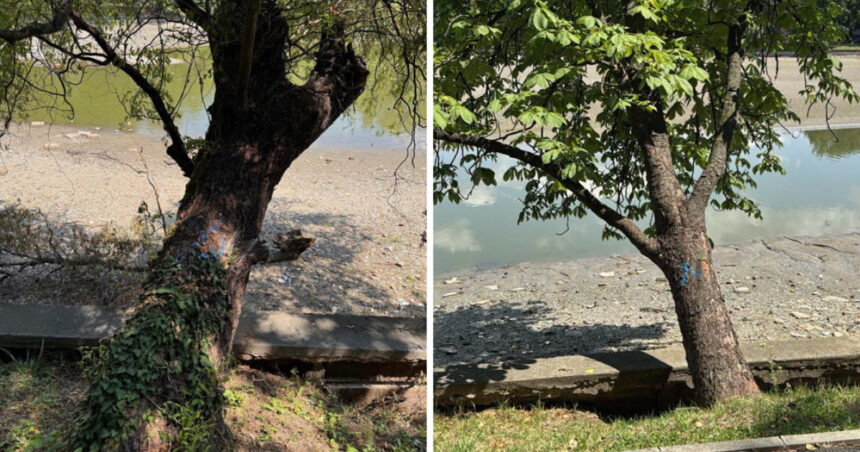 foto peste 100 de arbori de pe malul lacului herastrau vor fi defrisati anunta primaria capitalei 6a4e6236a4665