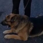 jaf intr o locuinta din judetul constanta cainele de urma a dus politistii la barbatul care si a atacat victima cu un capot pe cap 6a5a7cd037991
