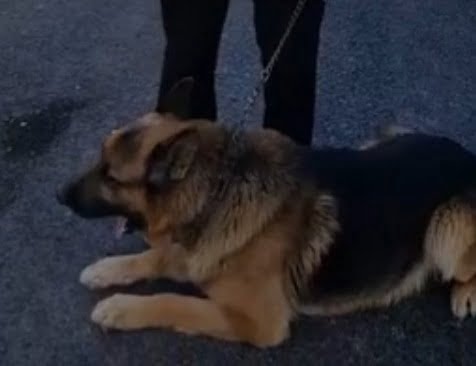 jaf intr o locuinta din judetul constanta cainele de urma a dus politistii la barbatul care si a atacat victima cu un capot pe cap 6a5a7cd037991