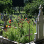 obiecte ciudate descoperite pe mormantul victimei lui emil ganj politia face cercetari pentru profanare de morminte 6a54ac5ea77dd