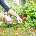 plante medicinale care se culeg la mijlocul verii ce beneficii au pentru sanatate si cum se consuma corect potrivit specialistilor 6a6043130268d