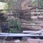 un barbat de 78 de ani din alba cercetat penal dupa ce a omorat o pisica in bataie si a aruncat o peste gard 6a500f1e1f02e