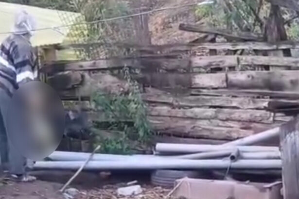 un barbat de 78 de ani din alba cercetat penal dupa ce a omorat o pisica in bataie si a aruncat o peste gard 6a500f1e1f02e