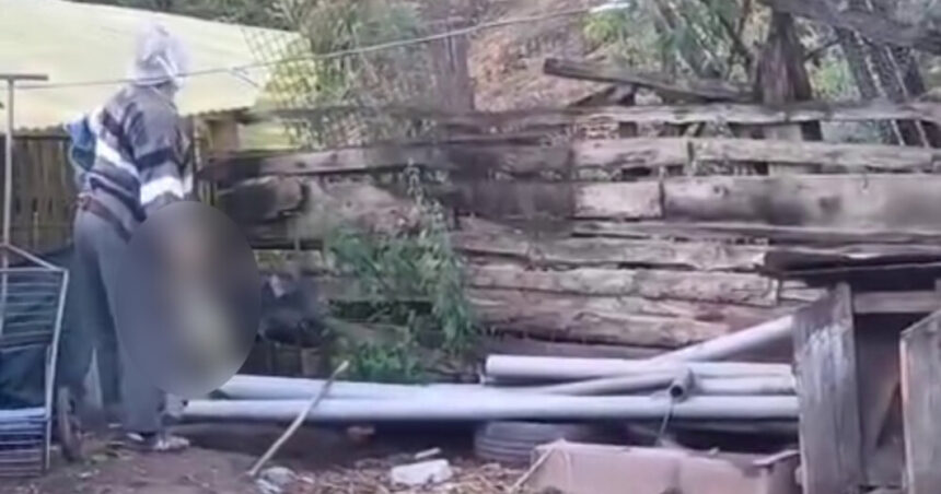 un barbat de 78 de ani din alba cercetat penal dupa ce a omorat o pisica in bataie si a aruncat o peste gard 6a500f1e1f02e